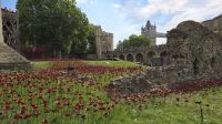 Rote Mohnblüten für den 80. Jahrestag des Sieges in Europa