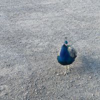 Pfau der Earls of Mansfield &ndash; &copy; G. Adamietz (Eberhardt TRAVEL)