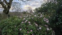 Rhodedendron blüht am Neujahrsmorgen am Palace of Holyrood House