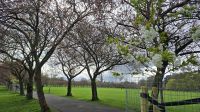 Kirschbaum-Allee in The Meadows