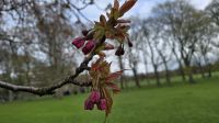 Kirschblüten - etwas zu zeitig...