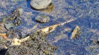 Nessie gefunden... &ndash; &copy; Marlies Thrum (Eberhardt TRAVEL)