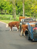 Cattles in the country side  &ndash; &copy; Kathrin Körtge (Eberhardt TRAVEL)