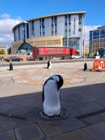 einsamer Pinguin vom Südpol  &ndash; &copy; Kathrin Körtge (Eberhardt TRAVEL)