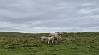 Hillswick Ness &ndash; &copy; Sinah Witzig (Eberhardt TRAVEL)