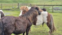 Shetland Ponies &ndash; &copy; Sinah Witzig (Eberhardt TRAVEL)
