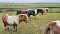Shetland Ponies