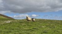 Noss &ndash; &copy; Sinah Witzig (Eberhardt TRAVEL)