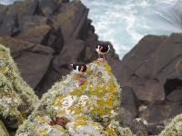 Austernfischer am Sumburgh Head &ndash; &copy; Sinah Witzig (Eberhardt TRAVEL)