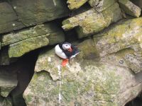 Papageientaucher am Sumburgh Head &ndash; &copy; Sinah Witzig (Eberhardt TRAVEL)