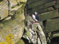 Papageientaucher am Sumburgh Head &ndash; &copy; Sinah Witzig (Eberhardt TRAVEL)