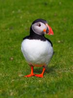 Papageientaucher im Hermaness Nature Reserve &ndash; &copy; Sinah Witzig (Eberhardt TRAVEL)