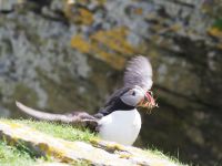 Papageientaucher auf Noss &ndash; &copy; Sinah Witzig (Eberhardt TRAVEL)