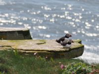 Papageientaucher auf Noss &ndash; &copy; Sinah Witzig (Eberhardt TRAVEL)