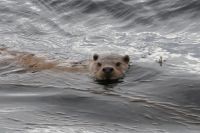 Otter &ndash; &copy; Sinah Witzig (Eberhardt TRAVEL)