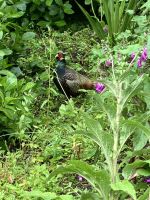 Südengland, Cornwall, Lost Gardens of Heligan &ndash; &copy; Sabine C. Seifert (Eberhardt TRAVEL)