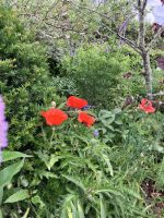Südengland, Cornwall, Eden Project &ndash; &copy; Sabine C. Seifert (Eberhardt TRAVEL)