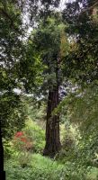 Südengland, Cornwall, Trebah Garden &ndash; &copy; Sabine C. Seifert (Eberhardt TRAVEL)