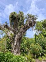 Tresco Abbey Gardens