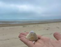 Muschelfund in der La Rocque Bay &ndash; &copy; Stella Baldini (Eberhardt TRAVEL)