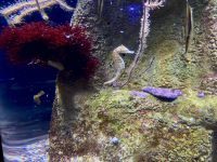 Aquarium - La Cité de la Mer &ndash; &copy; Stella Baldini (Eberhardt TRAVEL)