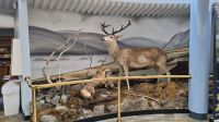 im Besucherzentrum des Glenveagh Nationalparks &ndash; &copy; Marlies Thrum (Eberhardt TRAVEL)