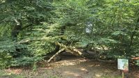 seltene Bäume im Arley Arboretum &ndash; &copy; Marlies Thrum (Eberhardt TRAVEL)