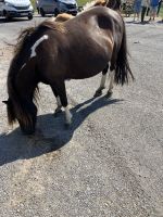 Südengland, Dartmoor und viele Ponys &ndash; &copy; Sabine C. Seifert (Eberhardt TRAVEL)