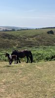 Südengland, Dartmoor und viele Ponys &ndash; &copy; Sabine C. Seifert (Eberhardt TRAVEL)