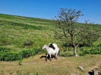 Südengland, Dartmoor Impressionen  &ndash; &copy; Sabine C. Seifert (Eberhardt TRAVEL)