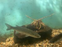 Südengland, Fischerort Mevagissey, Aquarium  &ndash; &copy; Sabine C. Seifert (Eberhardt TRAVEL)