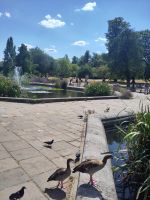 Gänse in den Kensington Gardens