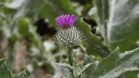 im Garten von Cawdor Castle gefunden