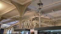 in der Mc Manuss Galerie Dundee &ndash; &copy; Marlies Thrum (Eberhardt TRAVEL)