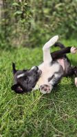 Kingussie Working Sheepdogs &ndash; &copy; Sinah Witzig (Eberhardt TRAVEL)