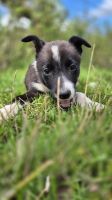 Kingussie Working Sheepdogs &ndash; &copy; Sinah Witzig (Eberhardt TRAVEL)