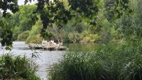 Pelikane im St. James´s Park &ndash; &copy; Marlies Thrum (Eberhardt TRAVEL)
