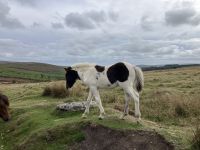 England, Dartmoor, Ponys &ndash; &copy; Sabine C. Seifert (Eberhardt TRAVEL)