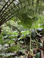 England, Lost Gardens of Heligan, Baumfarne &ndash; &copy; Sabine C. Seifert (Eberhardt TRAVEL)