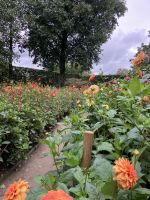 England, Lost Gardens of Heligan, Dalienpracht &ndash; &copy; Sabine C. Seifert (Eberhardt TRAVEL)
