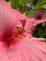 England, Eden Projekt, Hibiskus  &ndash; &copy; Sabine C. Seifert (Eberhardt TRAVEL)