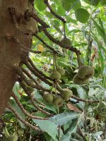 England, Eden Projekt, im Regenwald unterwegs &ndash; &copy; Sabine C. Seifert (Eberhardt TRAVEL)