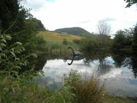 Nessie