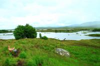Im Ranoch Moore &ndash; &copy; Ralf Kuchenbecker (Eberhardt TRAVEL)
