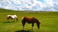 084 Dartmoor-Ponys