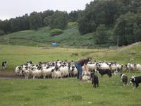 Schäfer Kincraig &ndash; &copy; Constanze Hölig (Eberhardt TRAVEL)