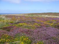 Tag 7 - 2 Land's End (4) &ndash; &copy; Sabine Heitzer (Eberhardt TRAVEL)