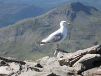Mt. Snowdon &ndash; &copy; Ralf Kuchenbecker (Eberhardt TRAVEL)