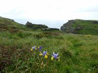 Tintagel  &ndash; &copy; Claudia Bernhardt (Eberhardt TRAVEL)