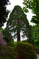 287 Wales, Bodnant Garden &ndash; &copy; Konrad Füssel (Eberhardt TRAVEL)
